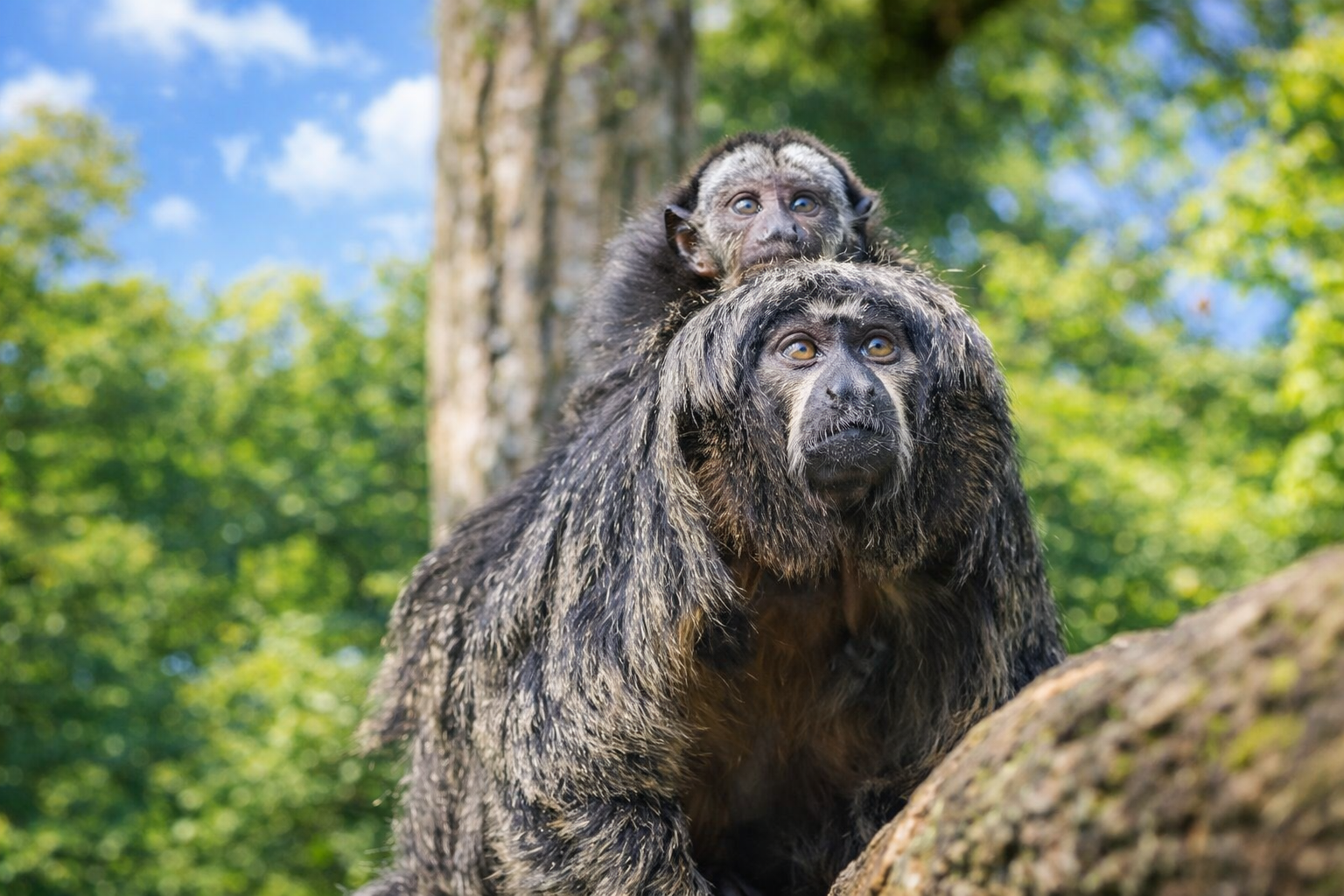 Beauval Zoo (ZooParc de Beauval)